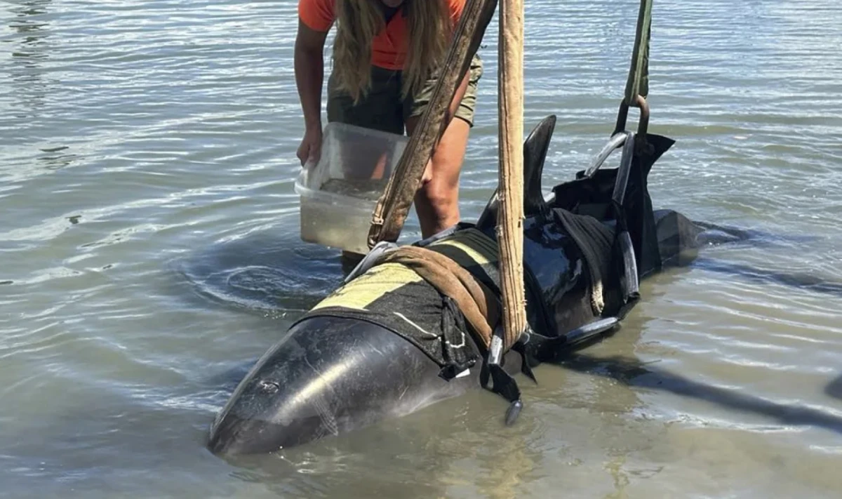 El delfín fue atendido en Waitangi  Nueva Zelanda, después de ser retirado del barco pesquero al que había saltado. Departamento de Conservación/AP/CNN