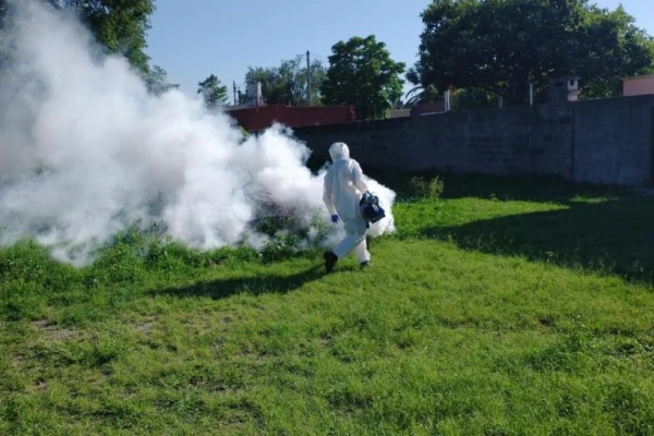 Dengue: detectan alto índice de larvas del Aedes aegypti