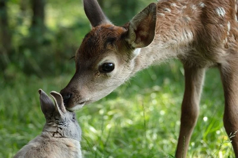 CON ANIMALES. Michel Fessler filmó “Bambi, una vida en el bosque”.