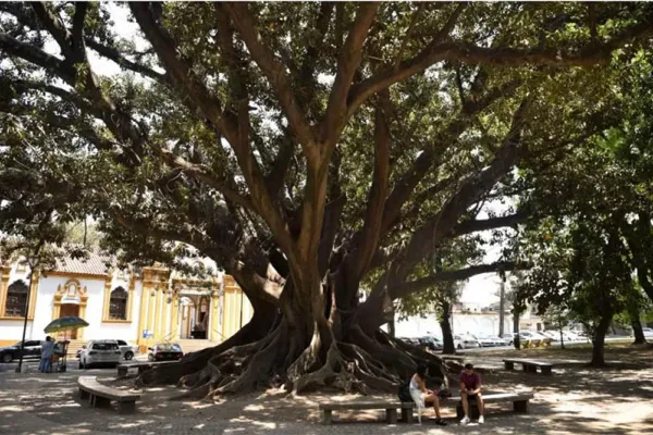 Polémica por el gomero: ¿Hay chances de recuperación para el árbol?