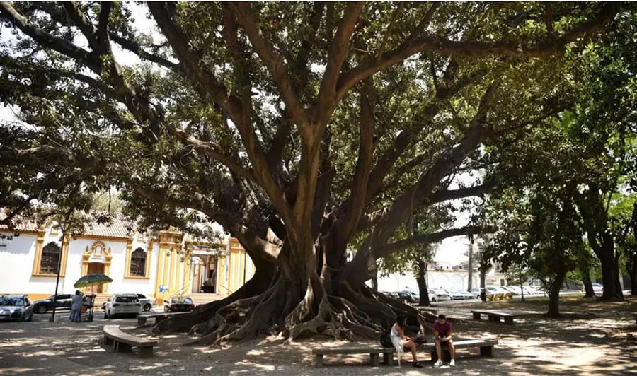 Polémica por el gomero: ¿Hay chances de recuperación para el árbol?