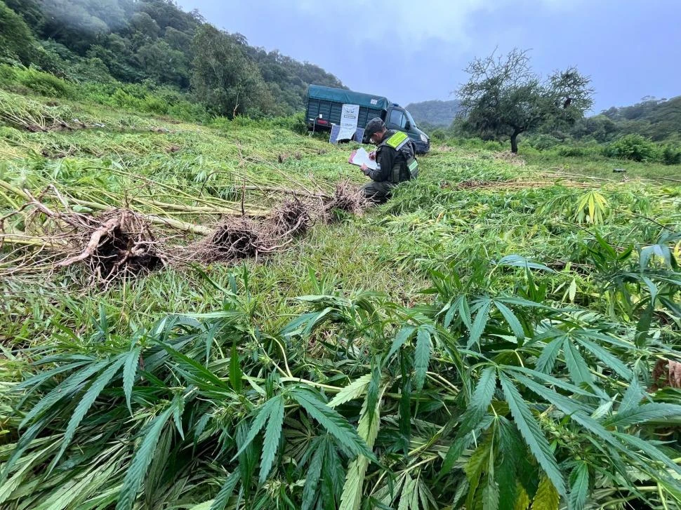 EN PLENO PROCESO. Un gendarme realiza el inventario de todo lo encontrado en la plantación ubicada en medio de un desolado paraje.