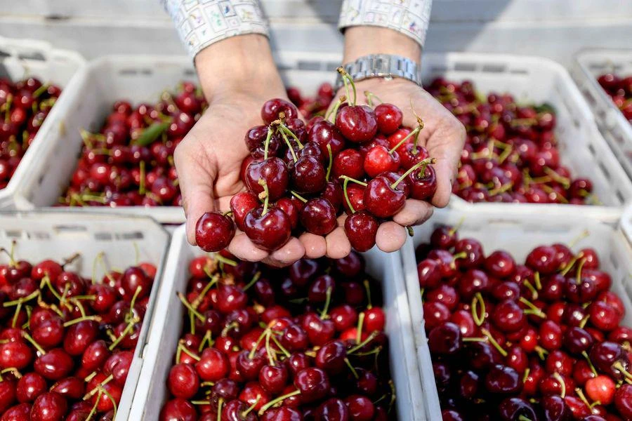 CIFRAS. Este año, Estados Unidos recibió de Sudamérica -principalmente, de Chile- 24.000 toneladas de cerezas; un 40% más que en 2023/24.