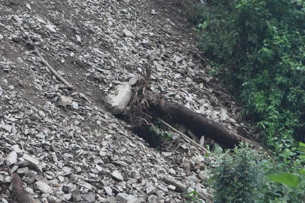 ENORME. La raíz del árbol aún puede ser vista por quienes se detienen.