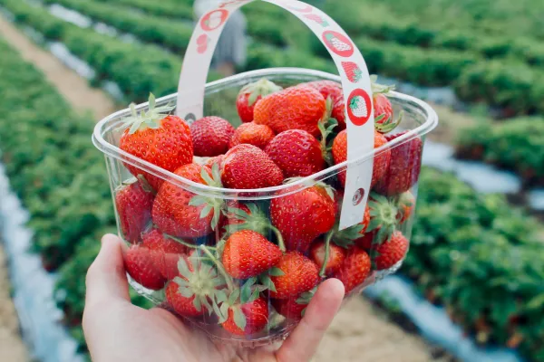 Un país de Europa ofrece más de 45.000 visas para recolectar frutas y verduras, y cuidar aves