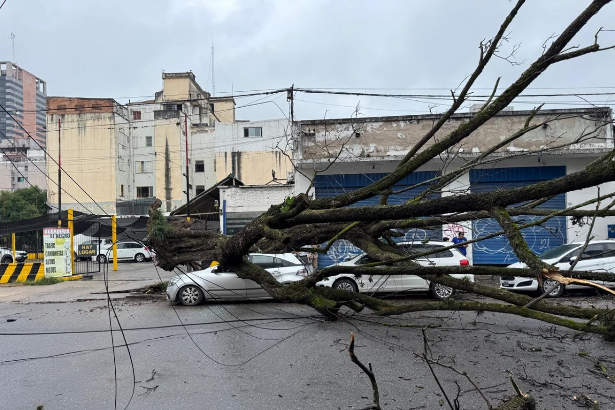 Un árbol cayó y dañó un automóvil estacionado en la calle Mendoza al 1100