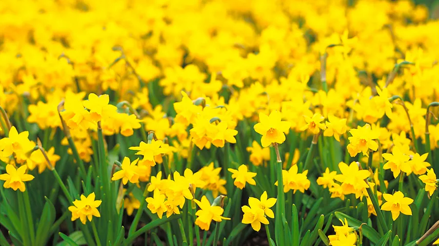 Cada 21 de marzo en Argentina se celebra el Día de las flores amarillas