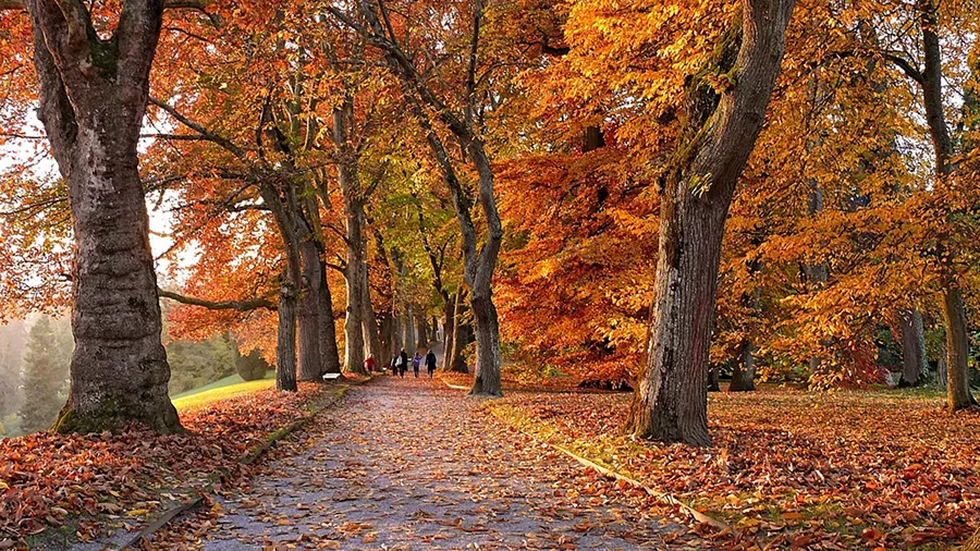 El otoño es una de las estaciones más esperadas del año