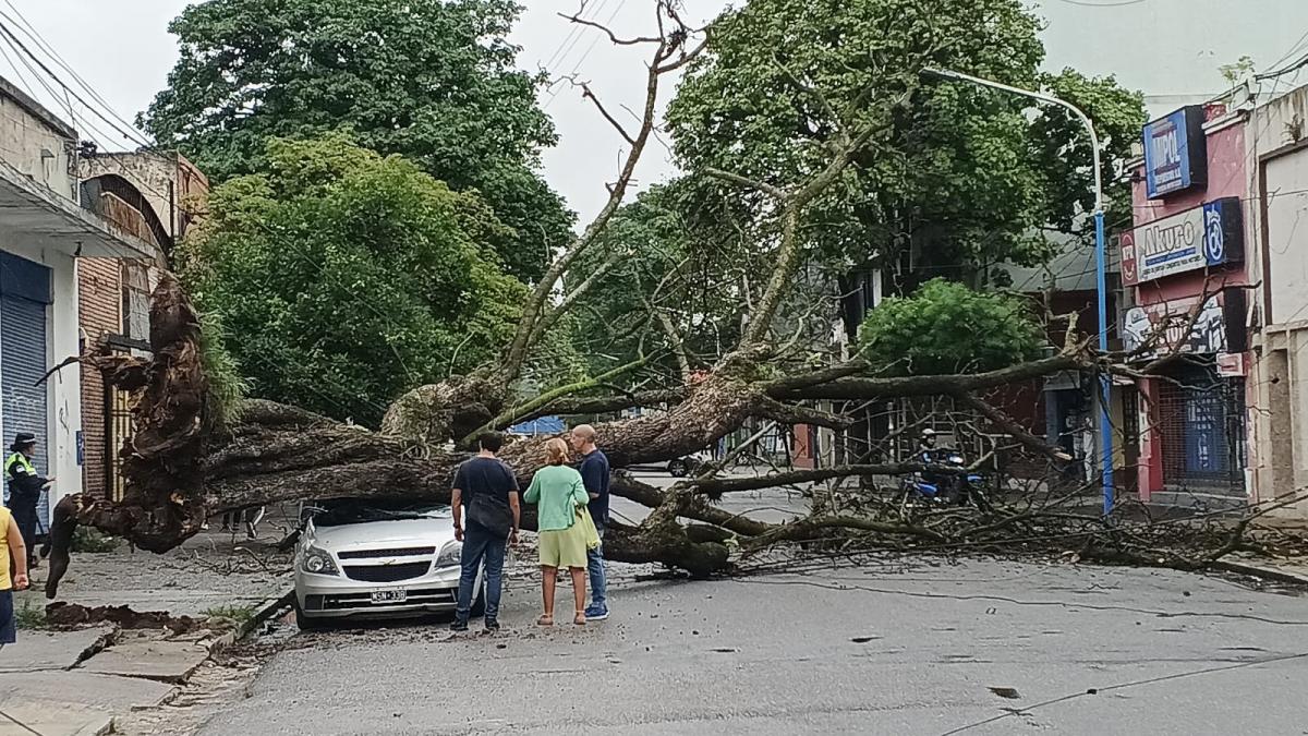 Un árbol cayó y dañó un automóvil estacionado en la calle Mendoza al 1100