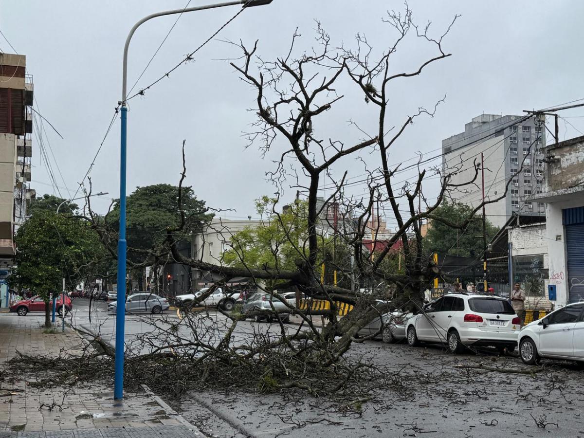 Un árbol cayó y dañó un automóvil estacionado en la calle Mendoza al 1100