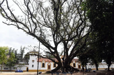 “Morirá de pie” el gomero frente al Cementerio del Oeste