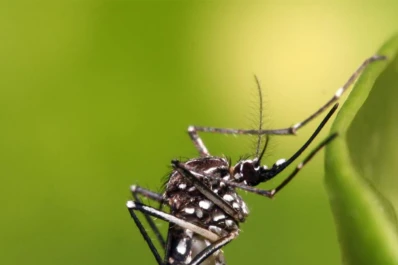 Nuevas recomendaciones para combatir el dengue en Tucumán