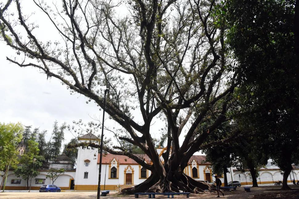 ARBOL NOTABLE. El gomero de la plaza Gramajo Gutiérrez tiene un reconocimiento especial del Concejo Deliberante de San Miguel de Tucumán. la gaceta / fotos de analia jaramillo