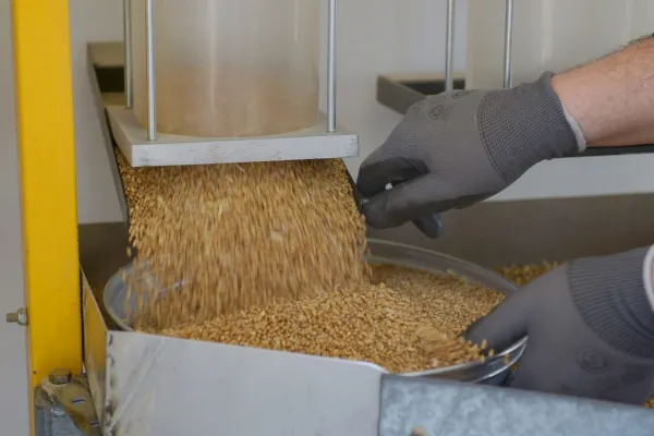 La molienda de trigo del primer bimestre de 2025 ha sido la más alta de los últimos cinco años