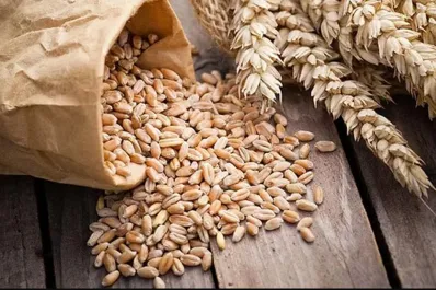 La molienda de trigo fue la más alta del último lustro