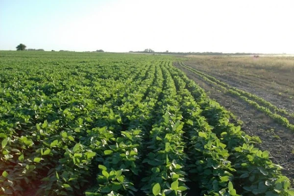 Zona núcleo: la lluvia cambió la situación de los cultivos