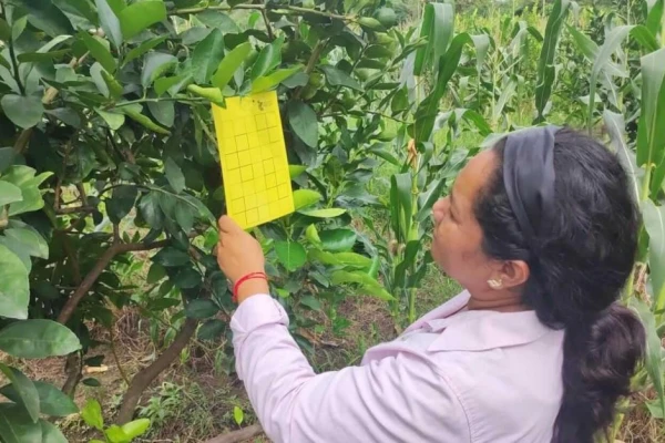 HLB: el vector está presente en 11 localidades de Tucumán, pero en ningún caso tiene la bacteria