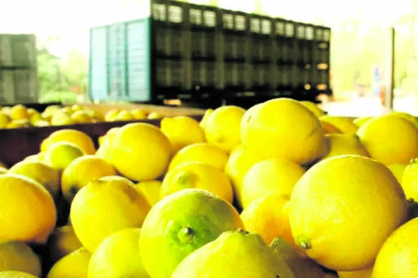 La zafra citrícola arranca con el primer embarque hacia Rusia