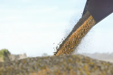 El cultivo de maíz tendría en esta campaña una renta negativa en el norte debido a las retenciones