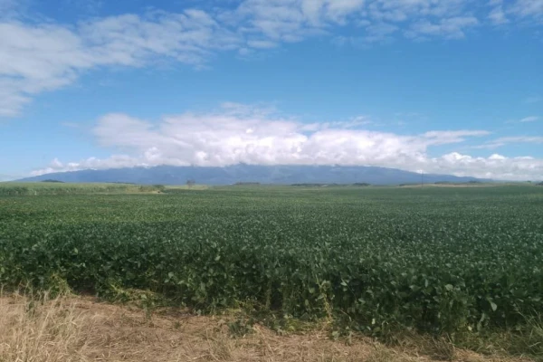 Esta campaña fue más caliente que la anterior en cuanto a máximas, con un pico de 40,5° C