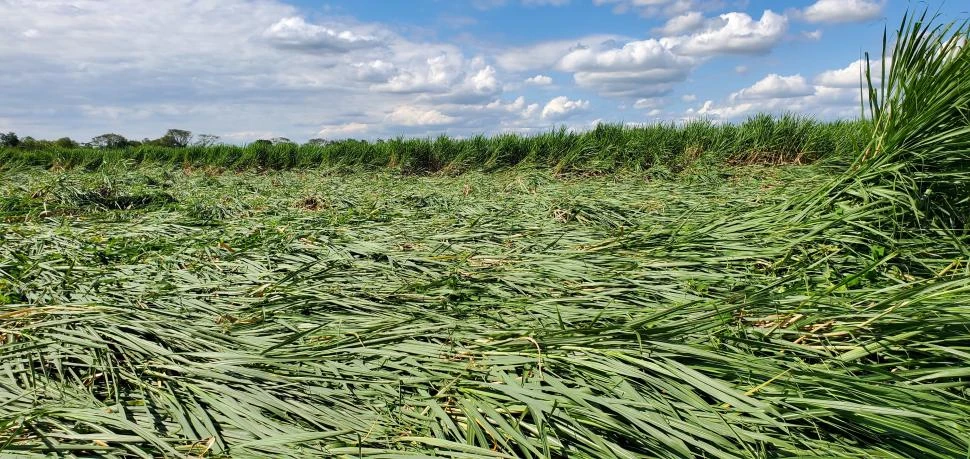 DATO. Cuando la caña queda volcada comienzan a presentarse una serie de alteraciones fisiológicas que afectan negativamente la maduración del cultivo.