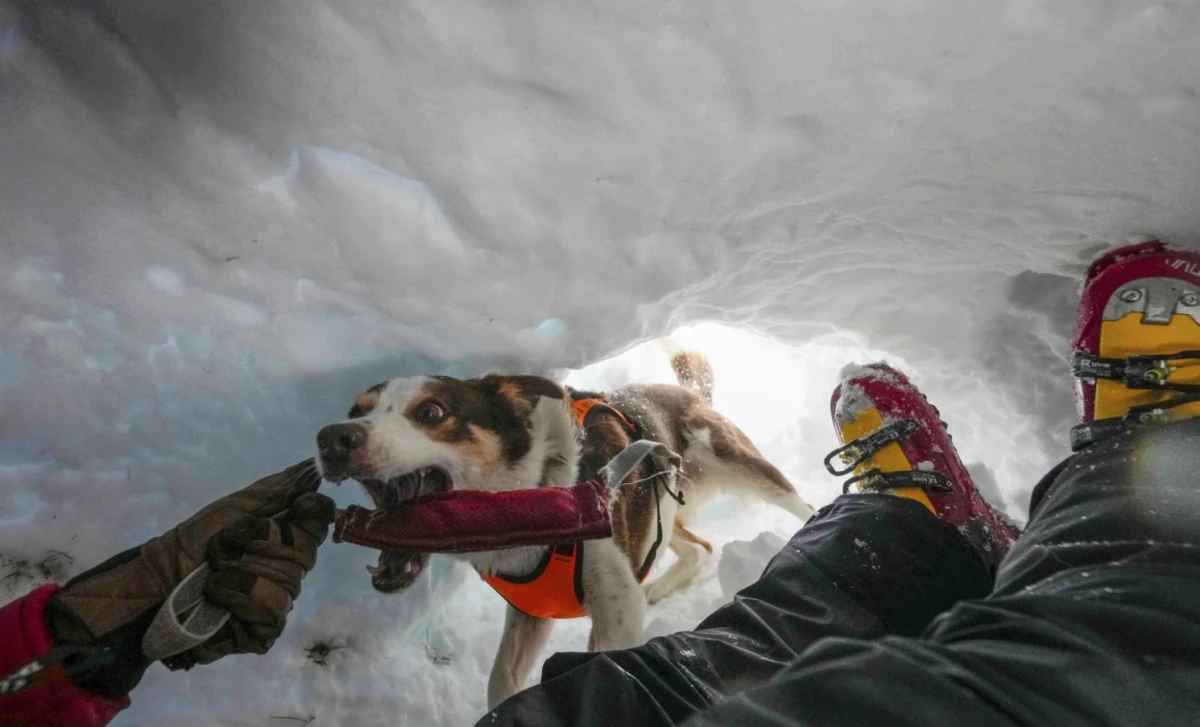 Zen, un border collie de avalanchas, asiste a un entrenamiento con el Cuerpo Nacional de Rescate Alpino y Espeleológico de Italia en Col Gallina, cerca de Cortina D'Ampezzo, en el norte de Italia, el 25 de marzo de 2025. (Foto AP/Luca Bruno)