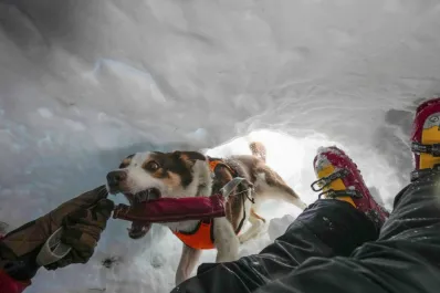 Conocé a Zen, el border collie que enseña a otros perros cómo rescatar personas