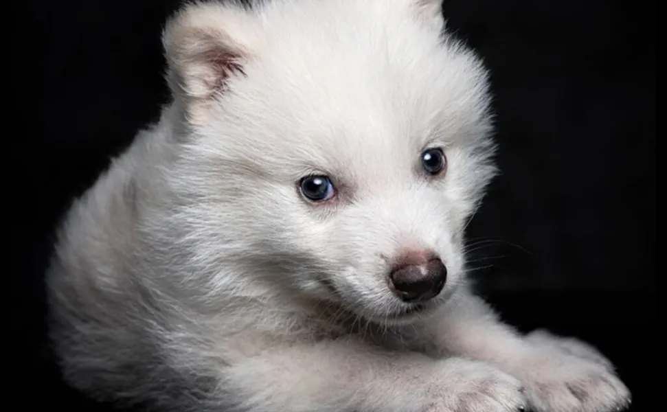 ¿Cómo es el lobo de “Game of Thrones” que aseguran haber revivido?