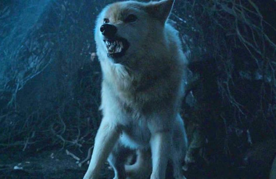 LOBOS. Los científicos criticaron la desextinción de estos animales.