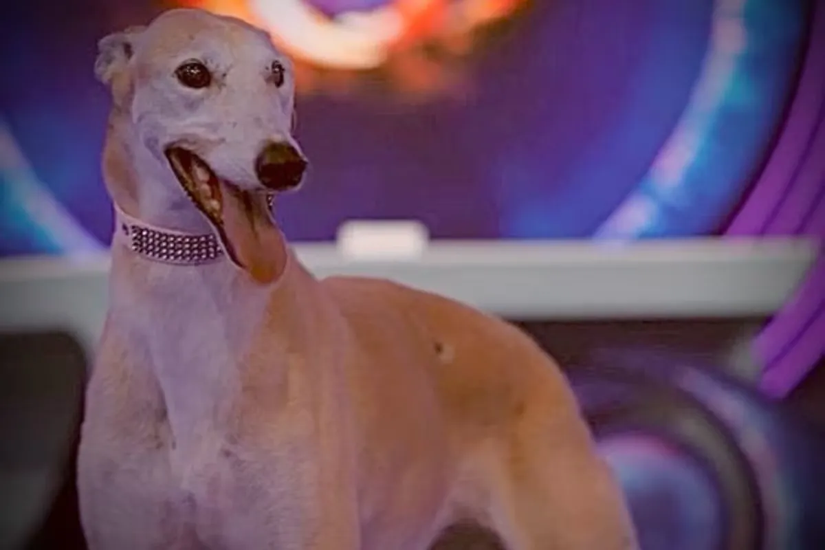 Qué pasa con Paris, la perra que emocionó en Gran Hermano y debió abandonar la casa