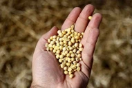 Soja: por retenciones y dólar a $1.000, el campo proyecta que el valor de la tonelada caerá a $250.000