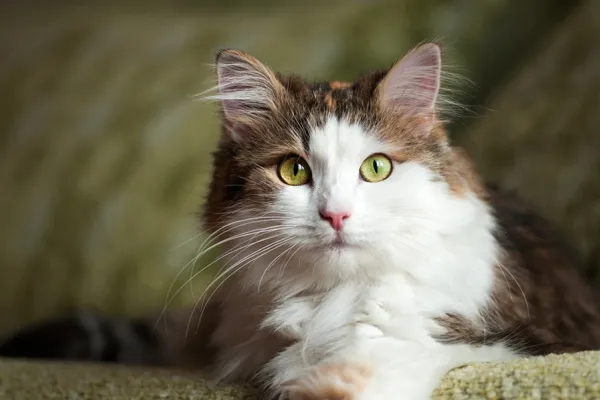 ¿Cuánto tiempo puede quedarse solo un gato en casa? Lo que recomiendan los veterinarios