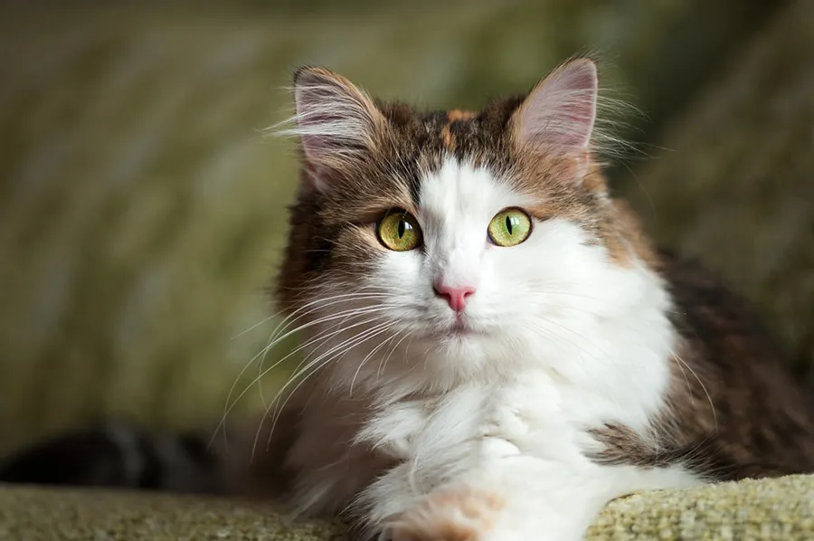 Los gatos son animales independientes pero también necesitan cuidados