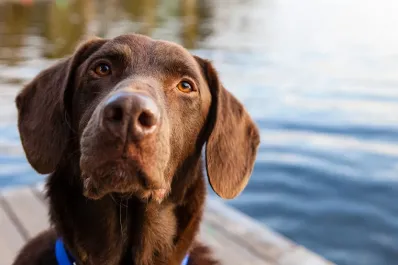¿Con qué frecuencia desparasitar a tu perro?: veterinarios revelan la clave para su salud