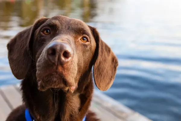 ¿Los perros ven en blanco y negro? La ciencia aclara cómo perciben los colores