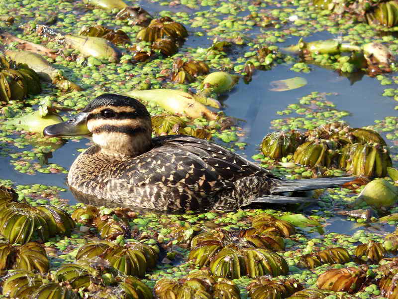 ESPECIES. La flora y la fauna son protagonistas en la Reserva Ecológica.