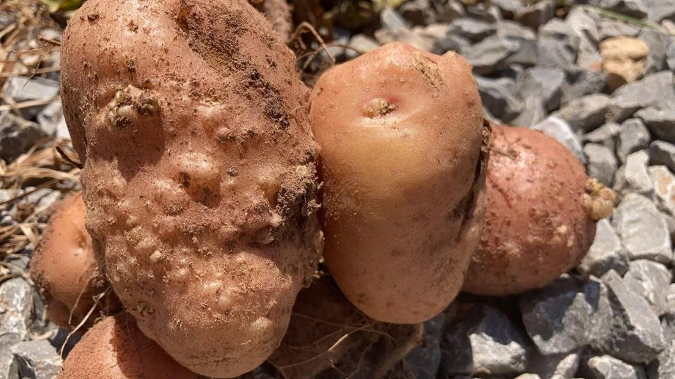 AFECTACIÓN. El nematodo reduce la cantidad y el tamaño de los tubérculos.