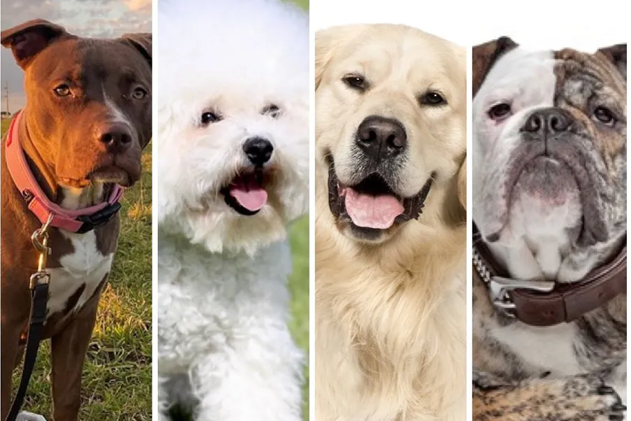 Cuál es la raza de perro más cariñosa del mundo, según un estudio científico