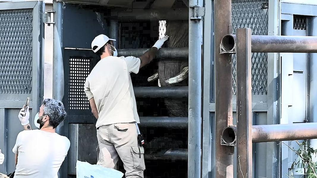 Así fue el emotivo traslado de “Pupy”, la última elefante de Ecoparque, a un santuario