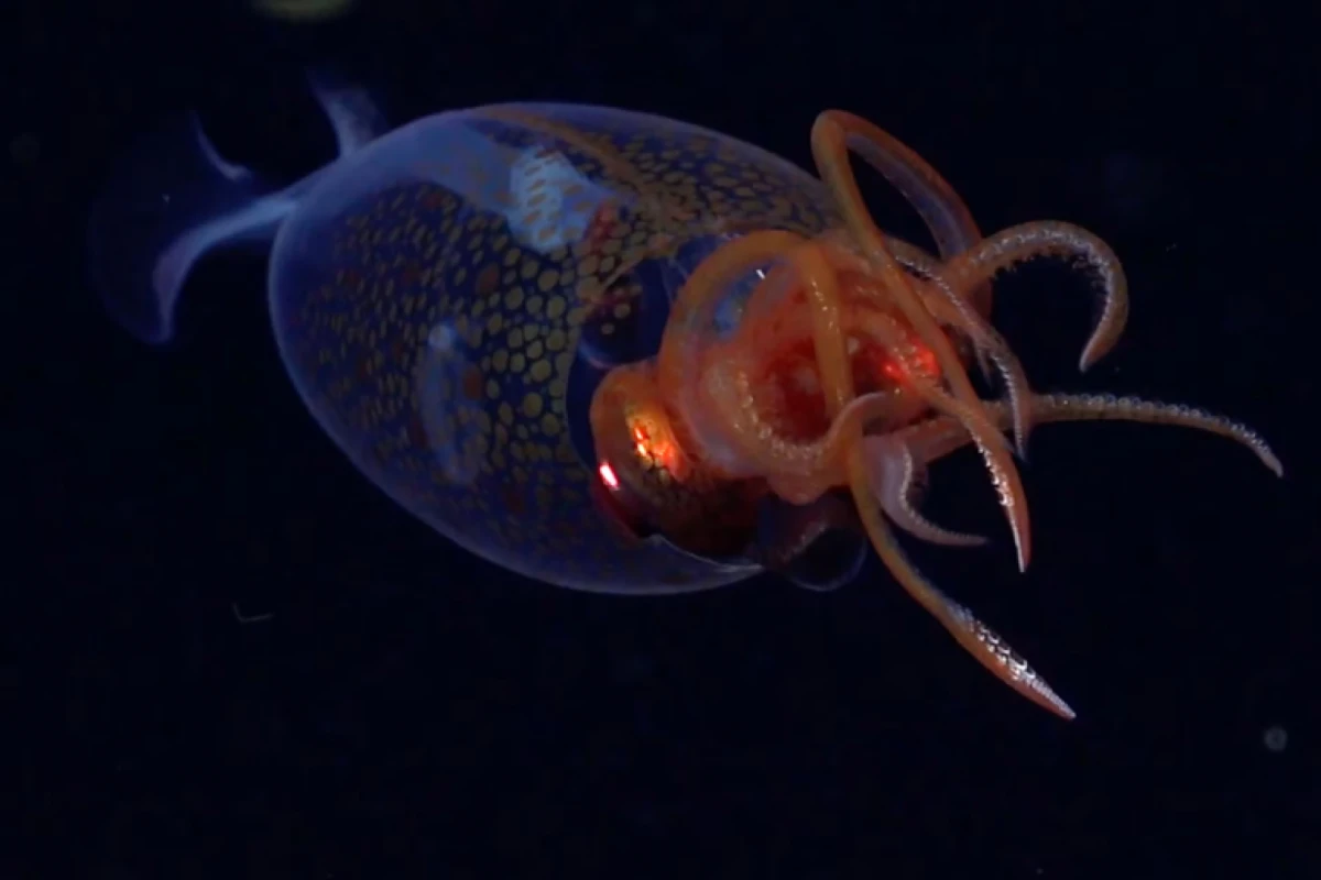 Foto de Rov Subastian/Schmidt Ocean Institute, National Geographic.