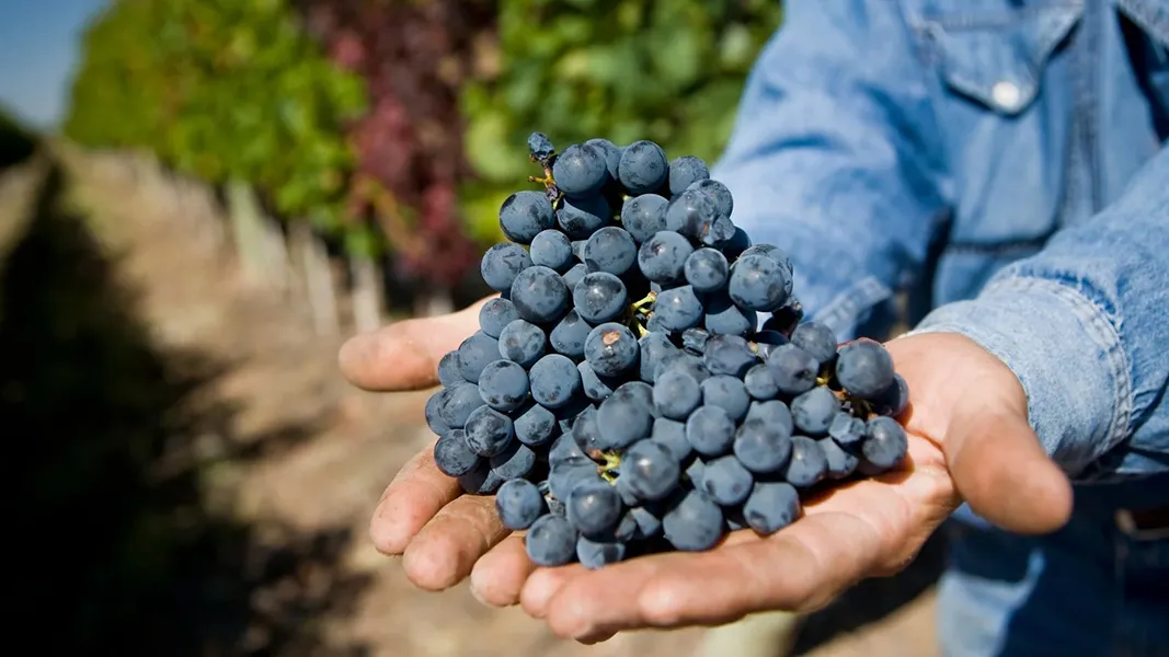 El Malbec es el varietal argentino favorito de los consumidores de vino.