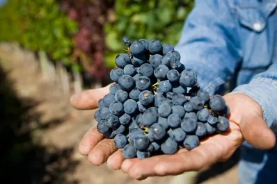 Día del Malbec: por qué se celebra cada 17 de abril