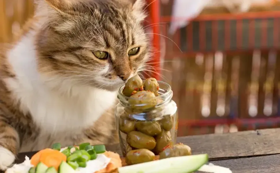 ¿Por qué los gatos son fanáticos de las aceitunas?: el extraño efecto que tienen en ellos
