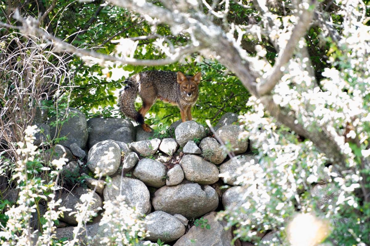 Zorros grises en Tafí del Valle: el desafío de una convivencia armónica entre la naturaleza y nosotros