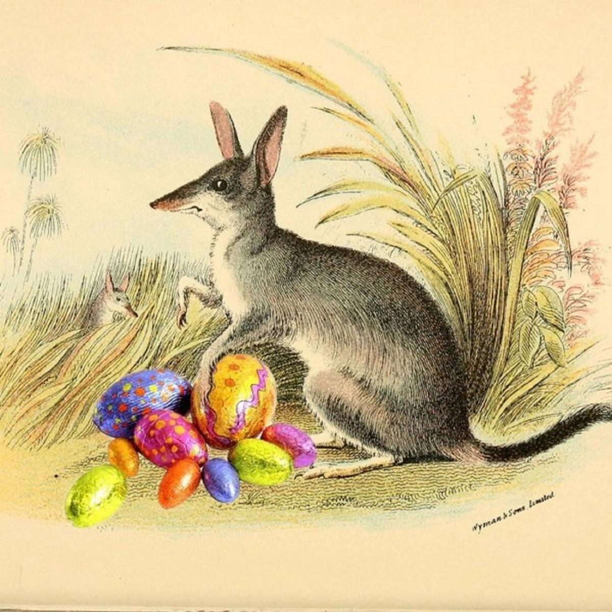 El bilby australiano es un pequeño marsupial del desierto con largas orejas, similar en apariencia.