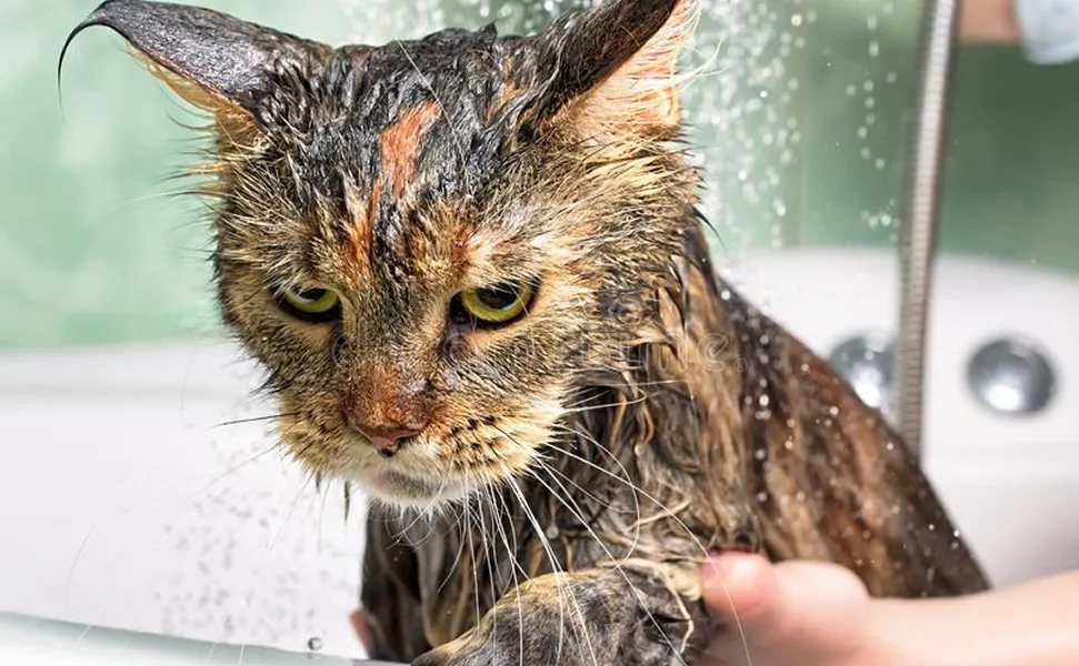 ¿Por qué los gatos odian el agua? La ciencia detrás del mito