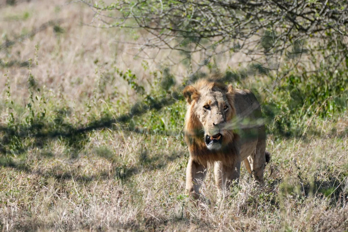 Un león es visto en el Parque Nacional de Nairobi en Nairobi, Kenia, el 23 de febrero de 2025. Li Yahui/Xinhua vía Getty Images/CBS News