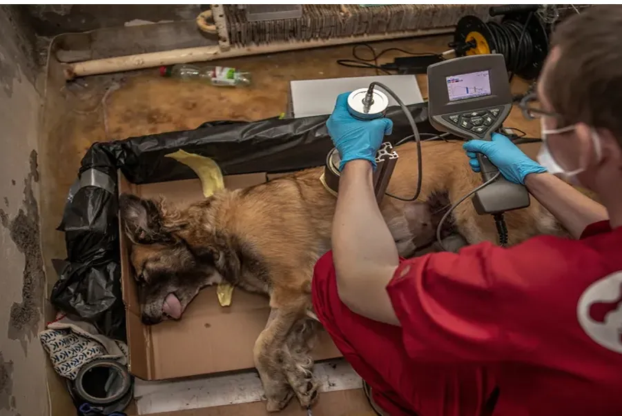 Los perros de Chernóbil: cómo sobreviven generaciones en una zona radiactiva