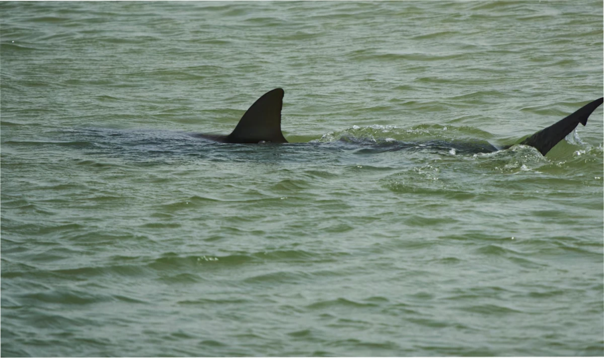 TEMOR. Los tiburones muestran los indicios de cómo se degrada la fauna marina.