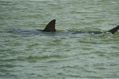Tiburones con cafeína y cocaína, además de alarmar por su bienestar, alertan sobre el estado del ecosistema marino